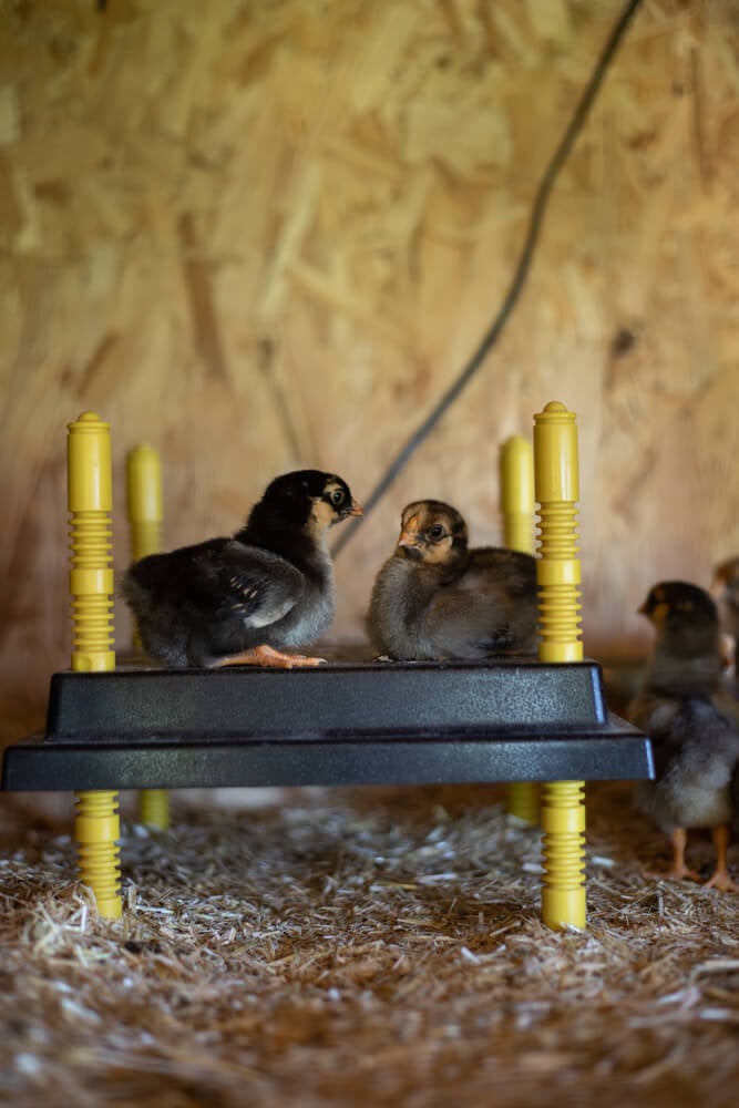 A chick of the Wyandotte breed is nestled in the barn.