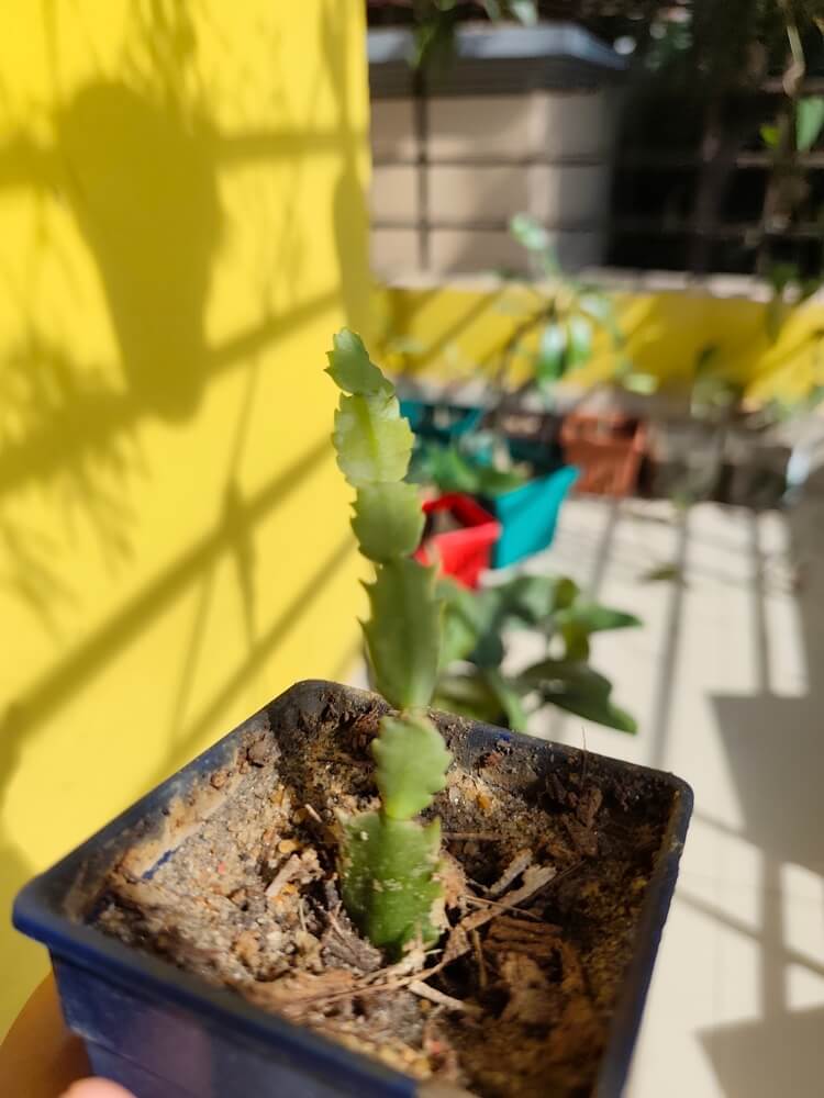 Cloning a lovely thanksgiving cactus growing in a small pot.