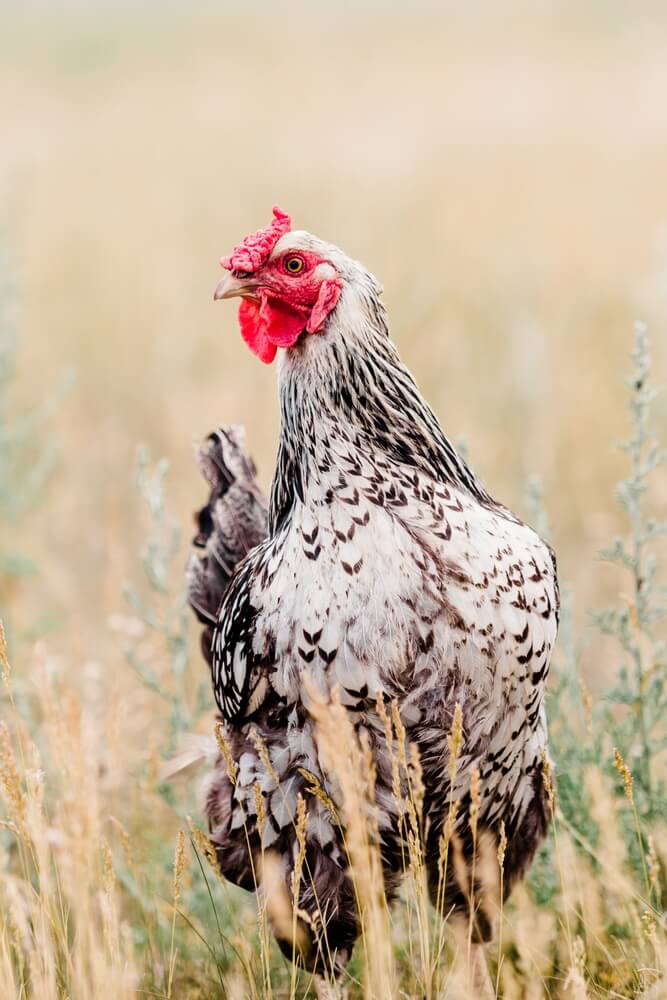 A close-up of a silver-laced Wyandotte hen looking curious.