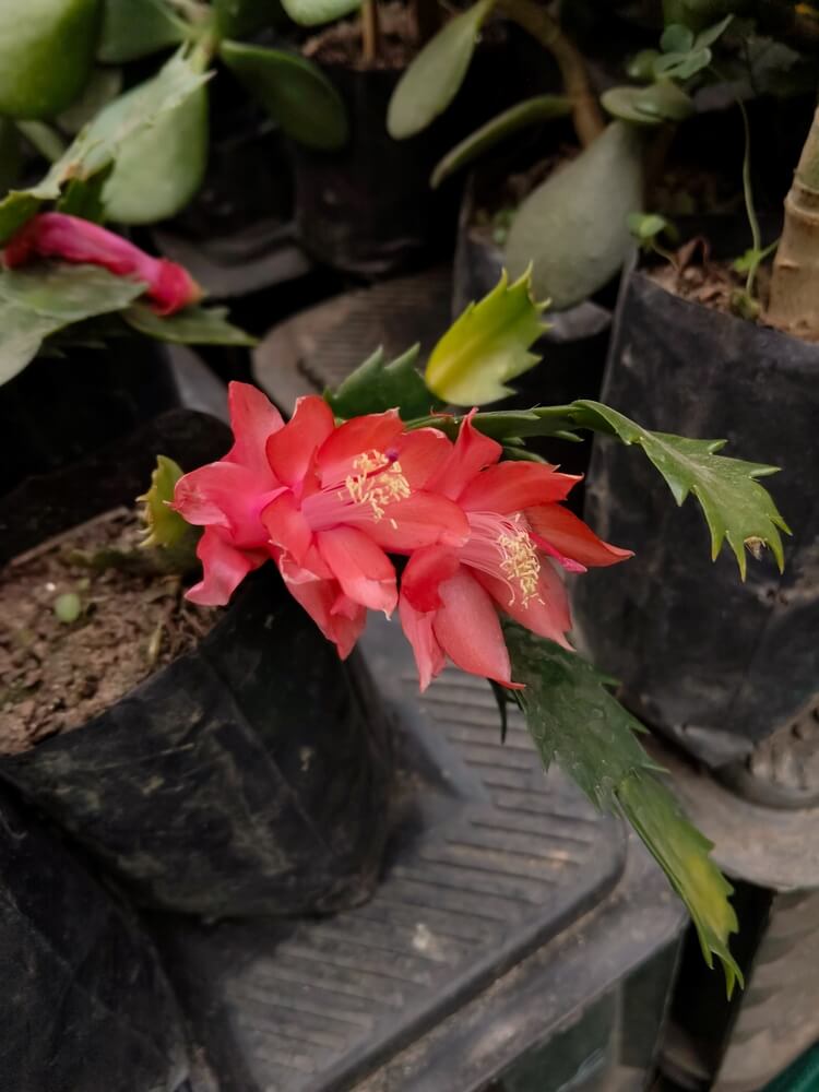 A close-up shot of flowering Schlumbergera truncata with orange or pinkish flowers.
