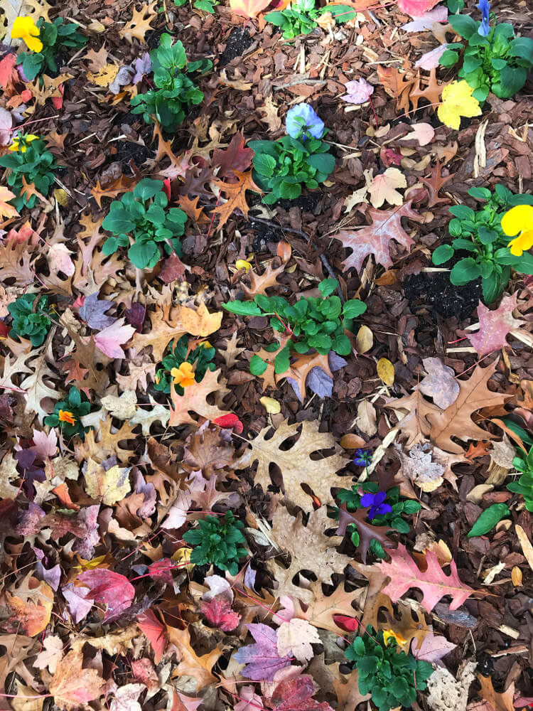 Colorful flowers and fall leaves scattered on the ground.