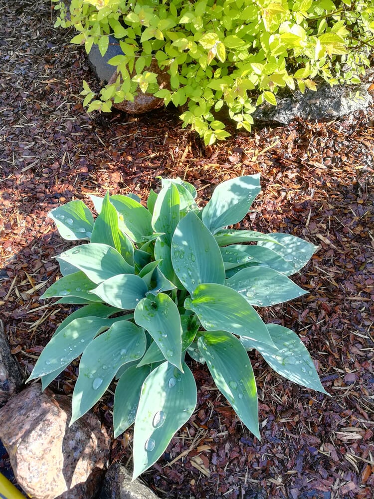 Colorful hosta Canadian blue and spiraea japonica golden princess plants.