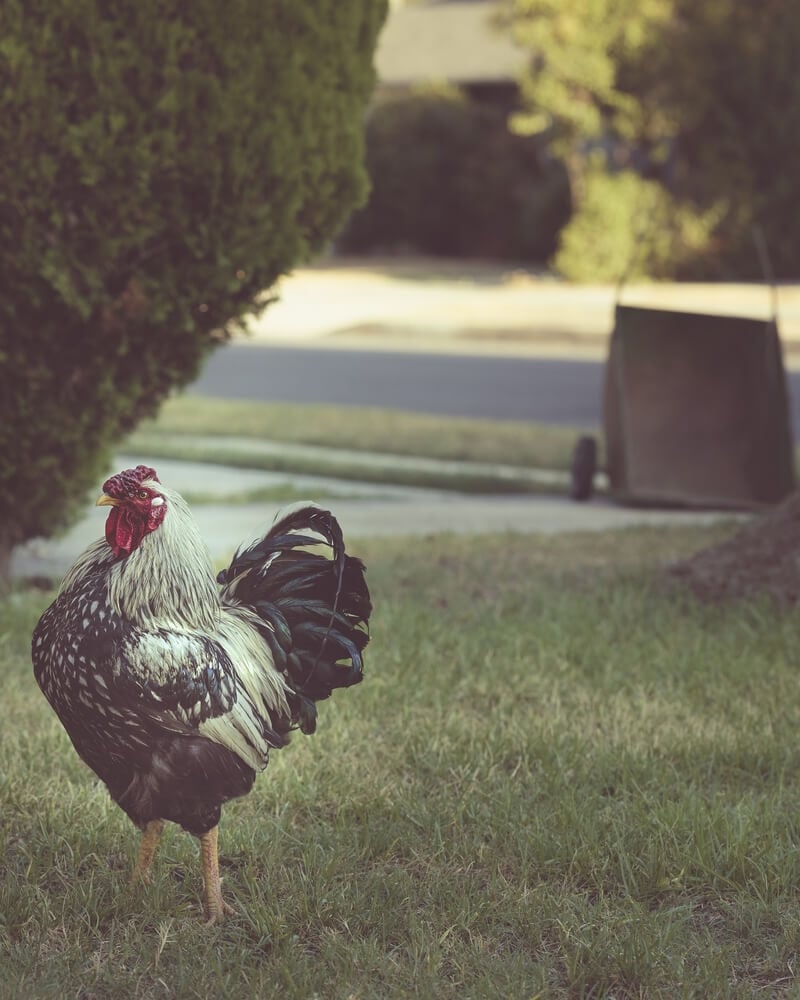 Columbian Wyandotte chicken chilling under a green tree.