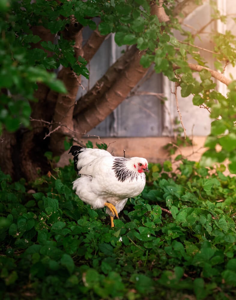 Columbian Wyandotte chicken standing underneath a green tree.