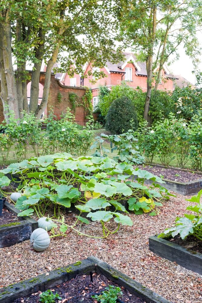 Crown prince squash in a UK garden with country house background.