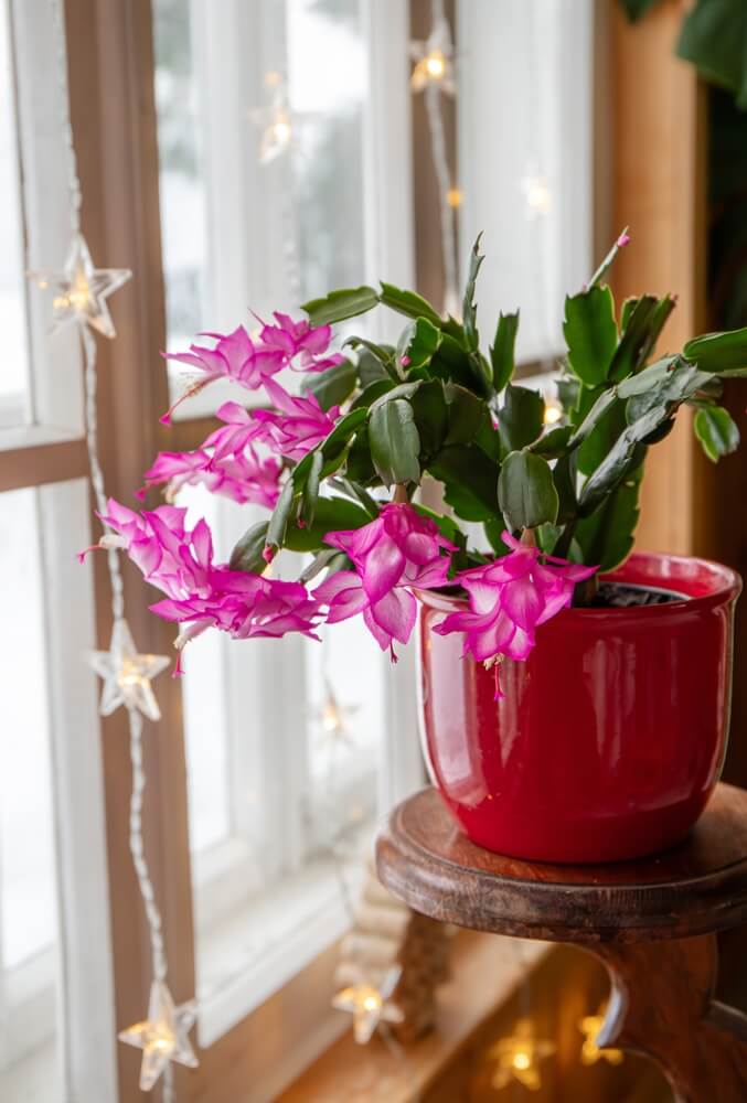 A cultivar of Schlumbergera truncata, Christmas or Thanksgiving cactus, is in full bloom in a flower pot, with a snowy landscape outside the window.