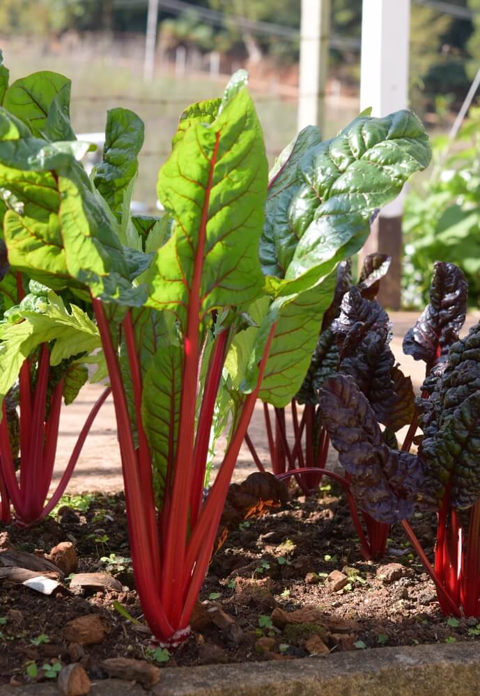 Delicious and organic rhubarb growing in the garden.
