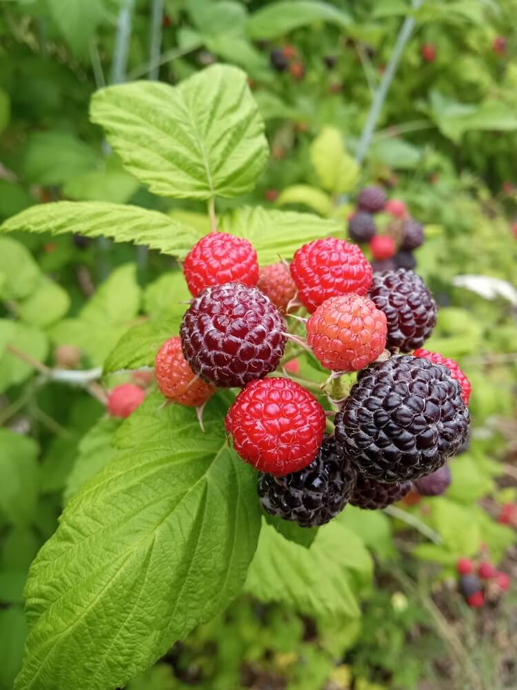 Delicious and ripe black raspberry fruit growing in the food forest garden.