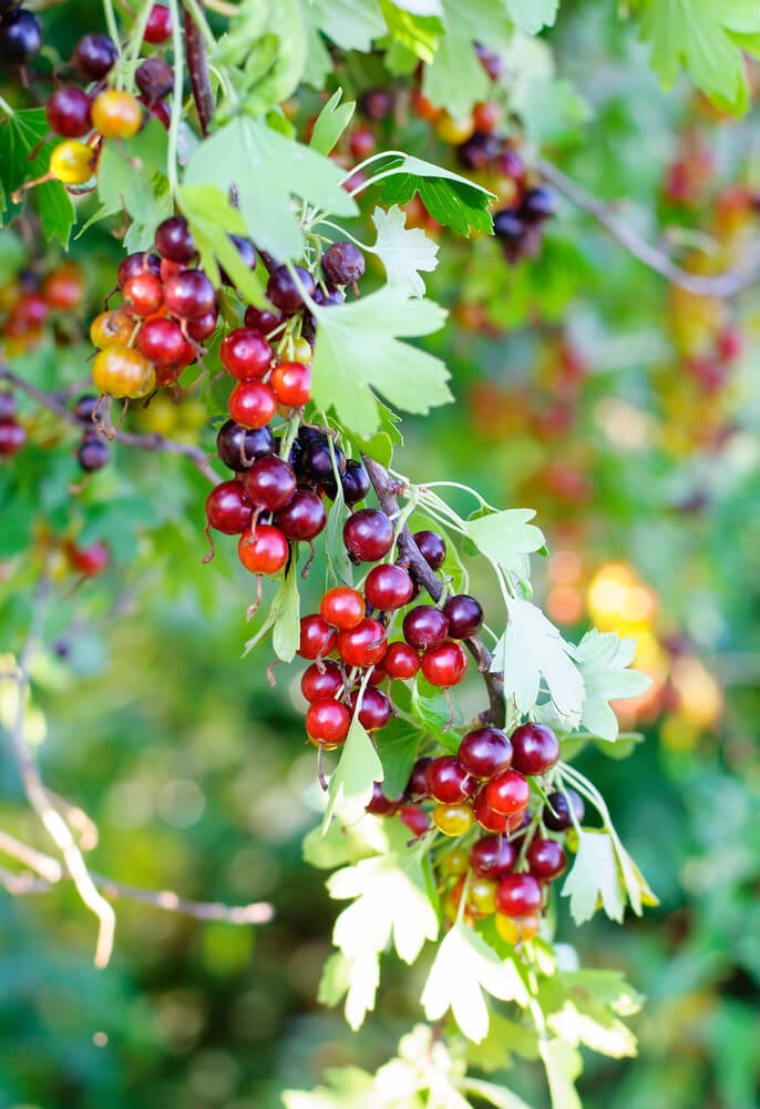 Delicious and ripe Jostaberry fruit bush in garden.