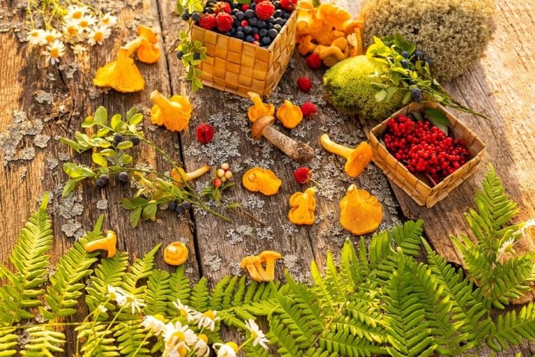 Delicious gifts of the forest wild mushrooms berries and plants on wooden table.