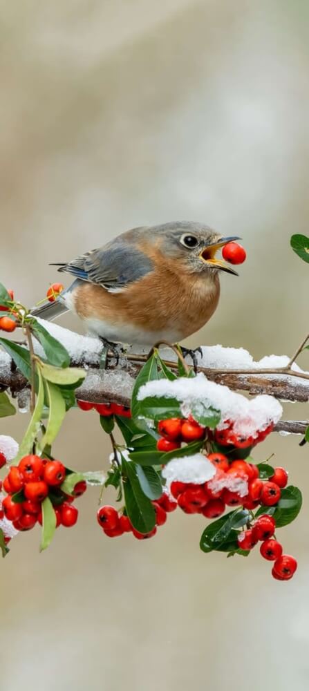 Eastern bluebird hungrily eating a winterberry.