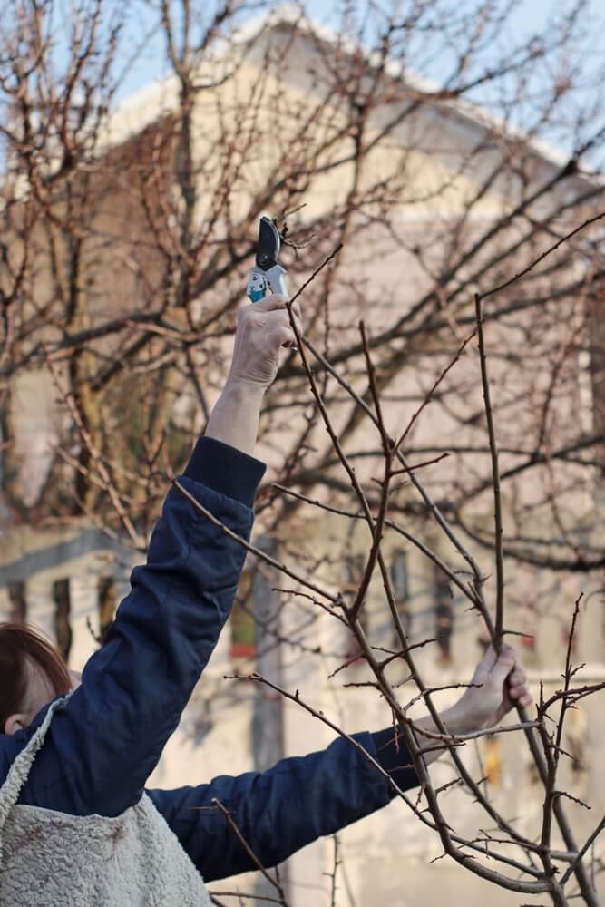 Elderly woman pruning hydrangea bush with shears, preparing garden for spring.