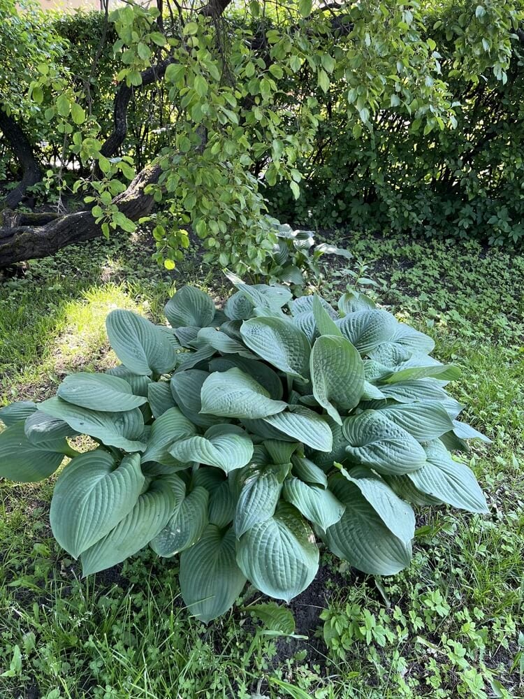 Epic T-Rex giant variety hosta with bluish greenish leaves in the backyard summer.