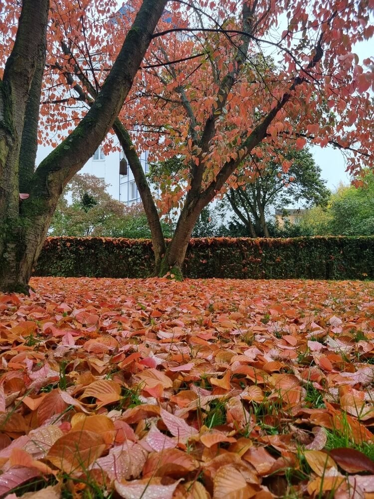 Exploring the park filled with fallen autumn leaves.