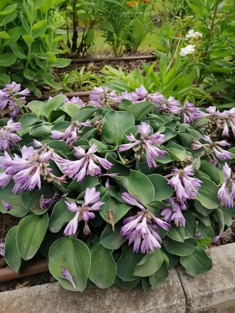 Fancy blue dwarf hosta blue mouse ears with purple bell flowers in garden.