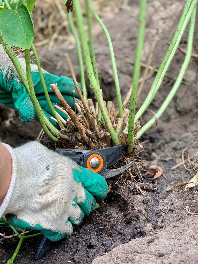 Gardener cutting hydrangea hedge with garden pruner: close-up of pruning bushes.