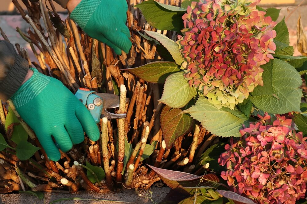 Gardener in green gloves trimming large-leaved hydrangea for insulation with dry leaves.