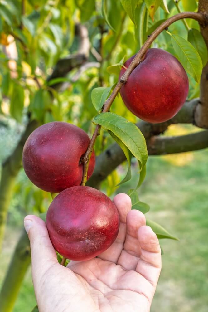 Gardener picking ripe nectarines from tree in orchard.