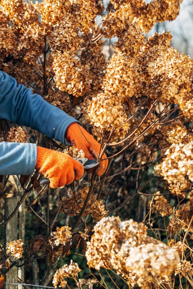 Gardener wearing gloves trimming wilted hydrangea flowers before winter.