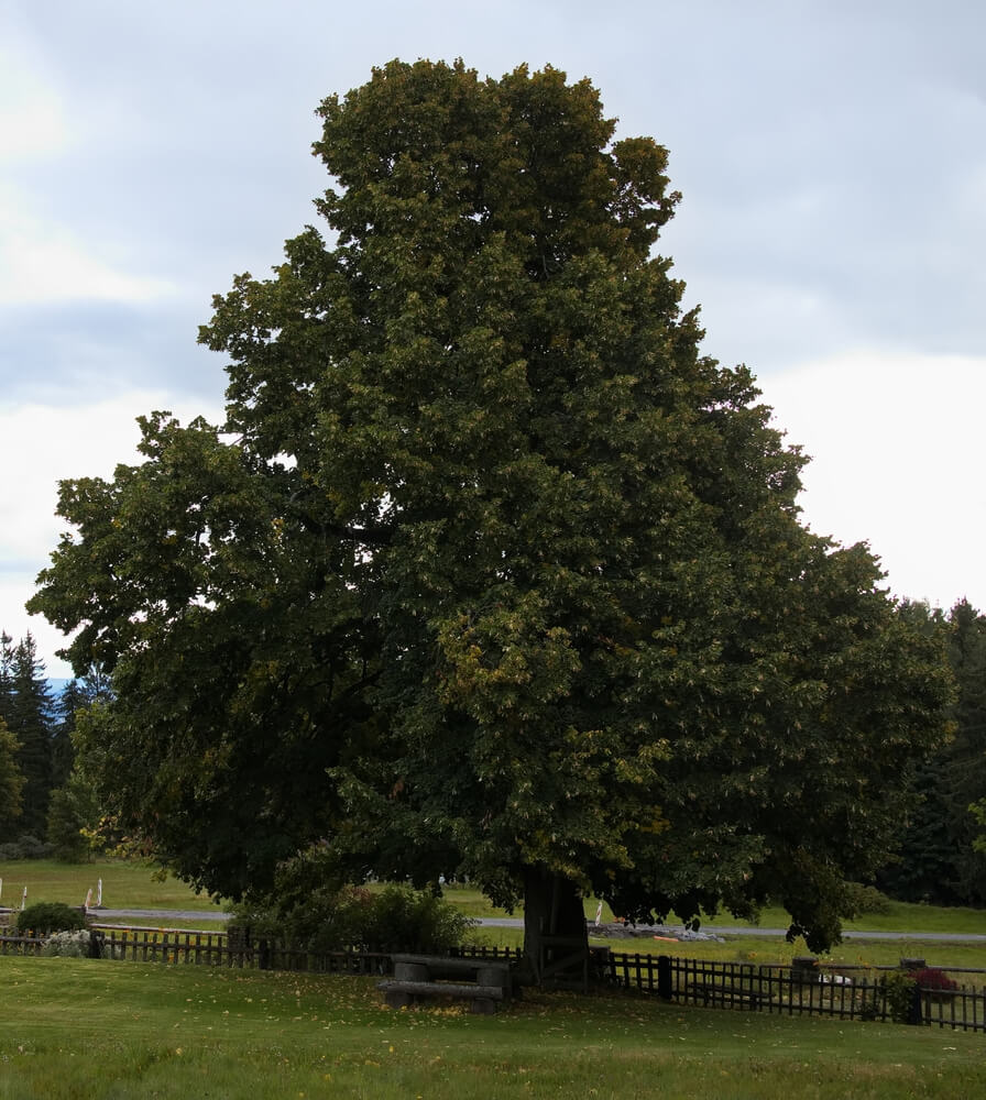 Giant linden tree with beautiful and epic green foliage.