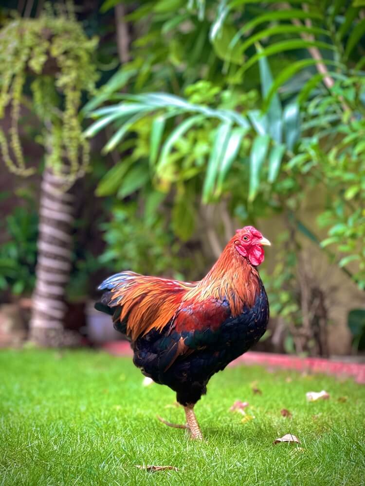 A gold partridge Wyandotte rooster and fancy hens are enjoying the weather on the farm.