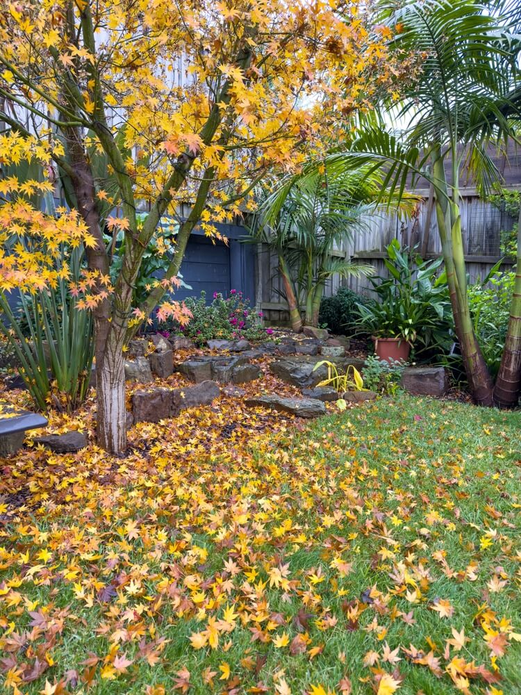Golden autumn leaves on green grass in the backyard garden.