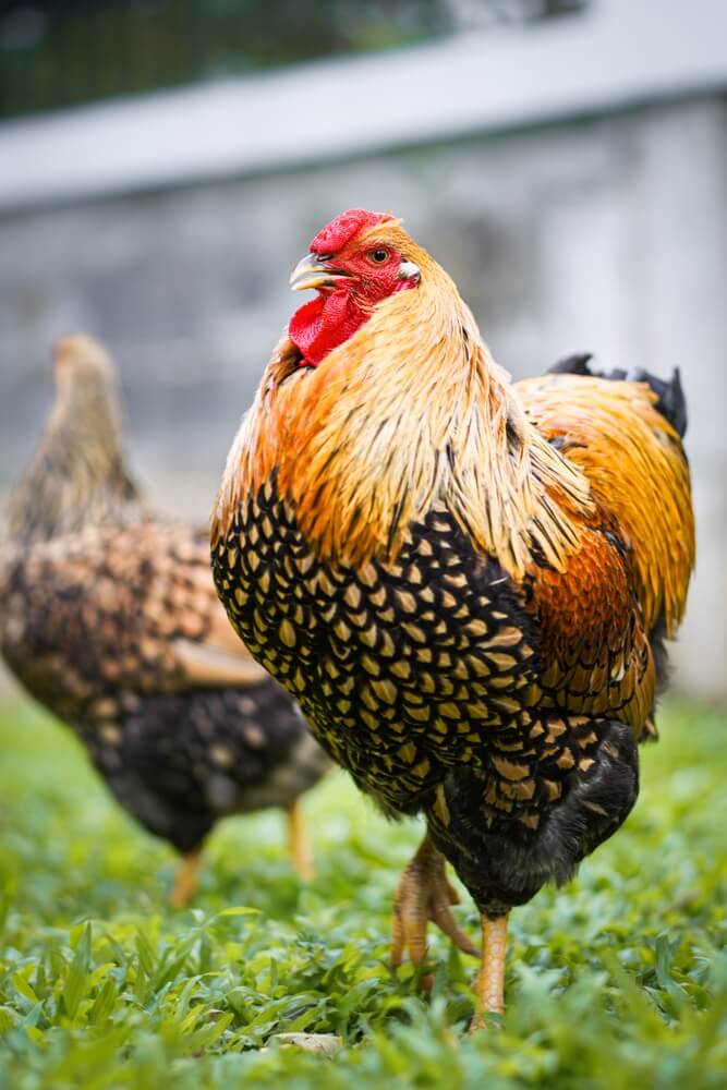 A golden-laced Wyandotte chicken is roaming in the garden.