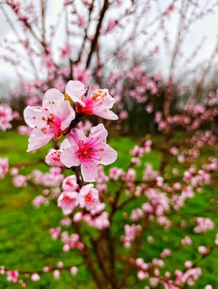 Gorgeous blooming peach tree in the garden with pink flowers.