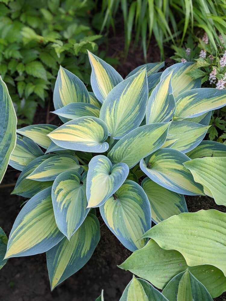 Gorgeous June hosta tricolor with lovely golden yellow cream and blue leaves.
