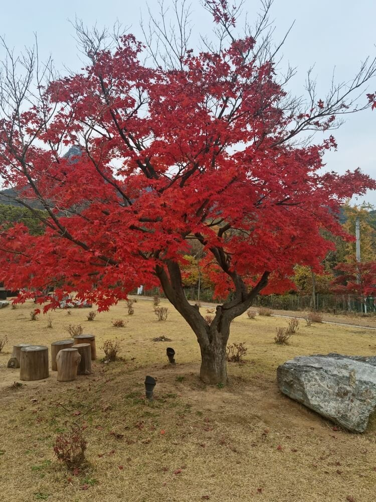 Gorgeous red-dyed maple tree with deep red leaves.