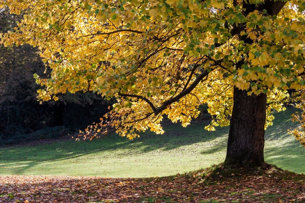 Gorgeous tulip tree with yellow leaves (Liriodendron tulipifera).