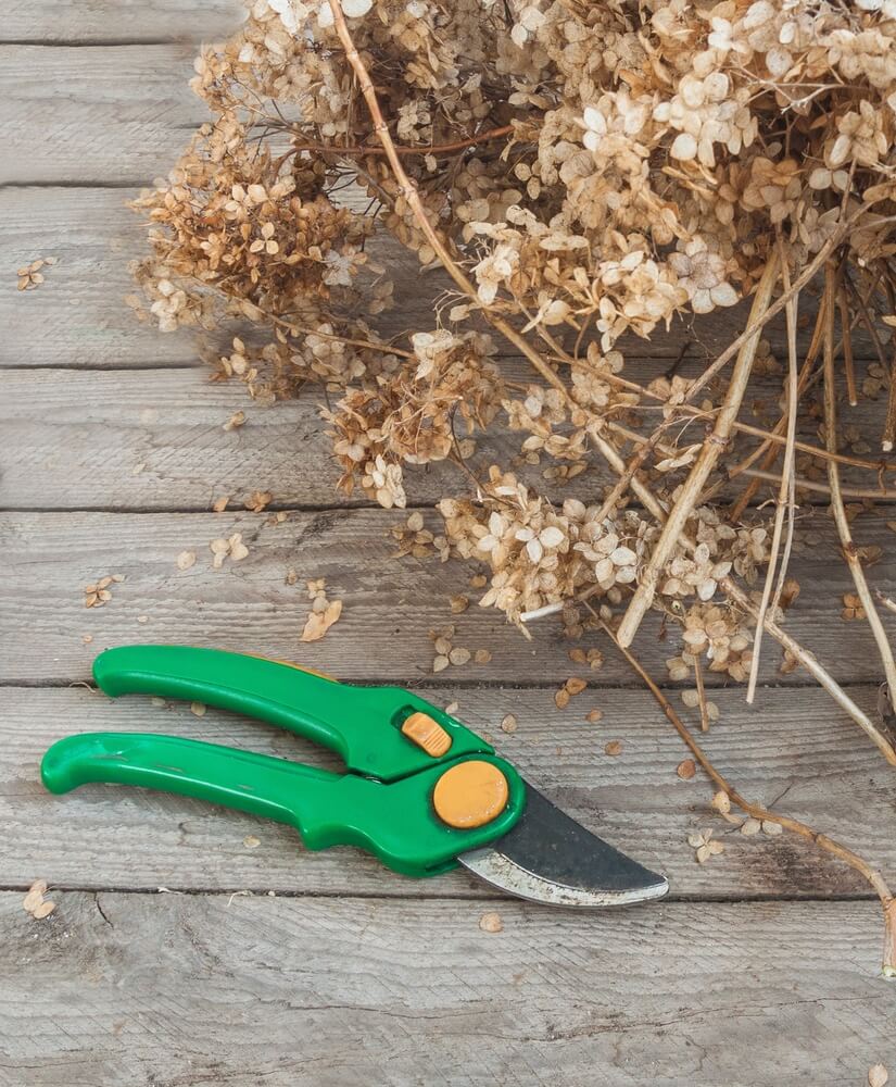 Green pruning shears on wood surface among dry hydrangea branches.