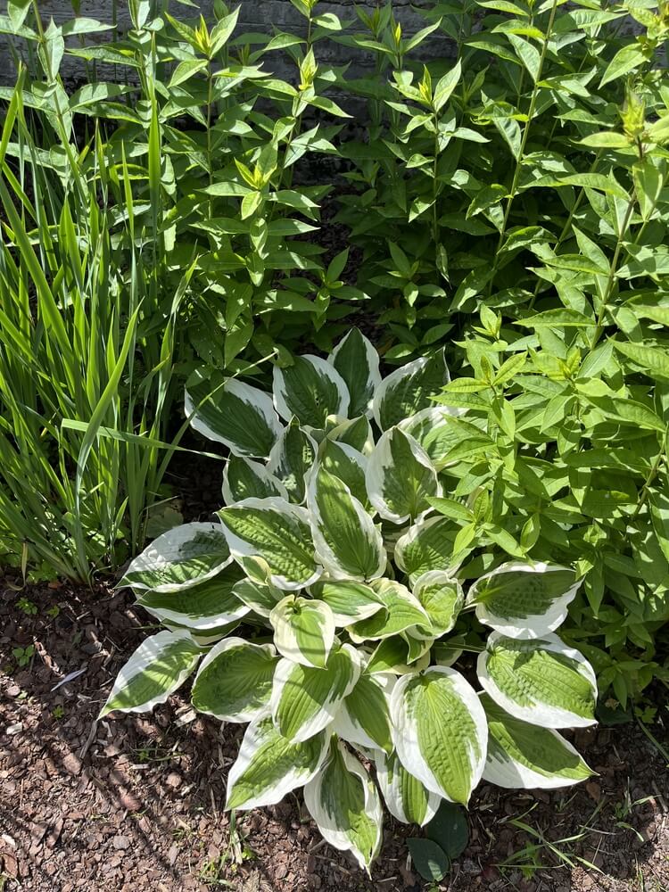 Hosta hybrid patriot dark green foliage with white border.