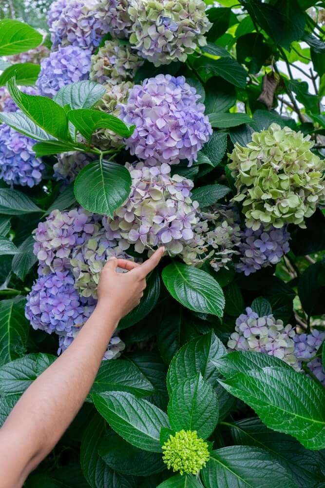 Hydrangea flowers blooming in garden in summer.
