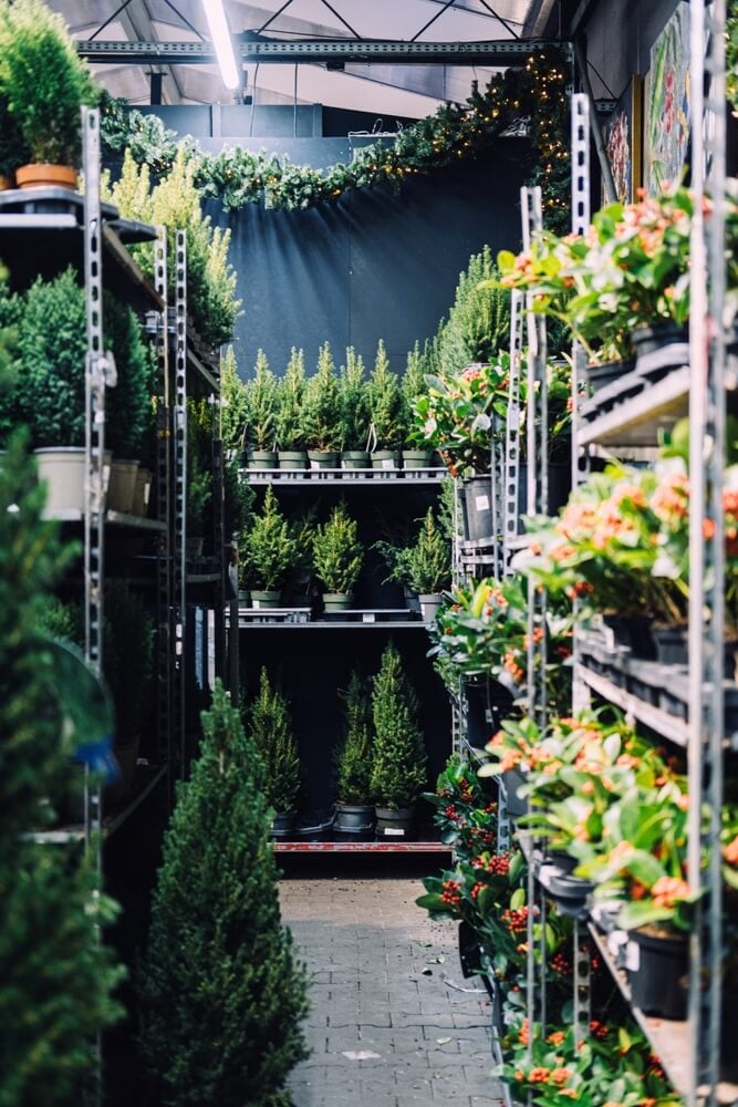 Indoor nursery with small conifer trees and winterberry plants for seasonal sale.