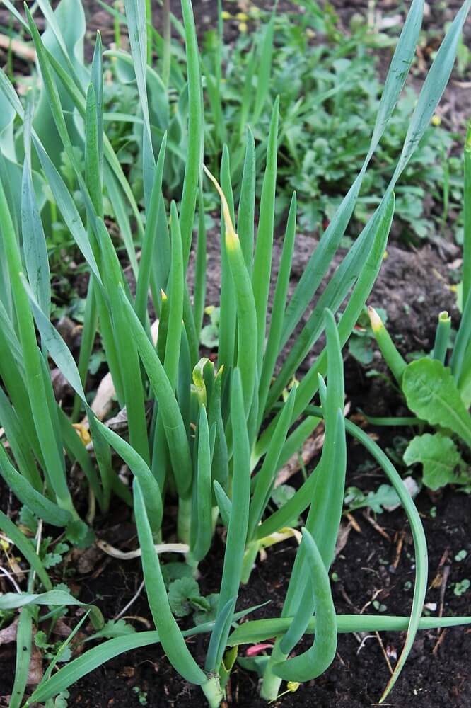 Lanky walking onion greens growing in the garden.
