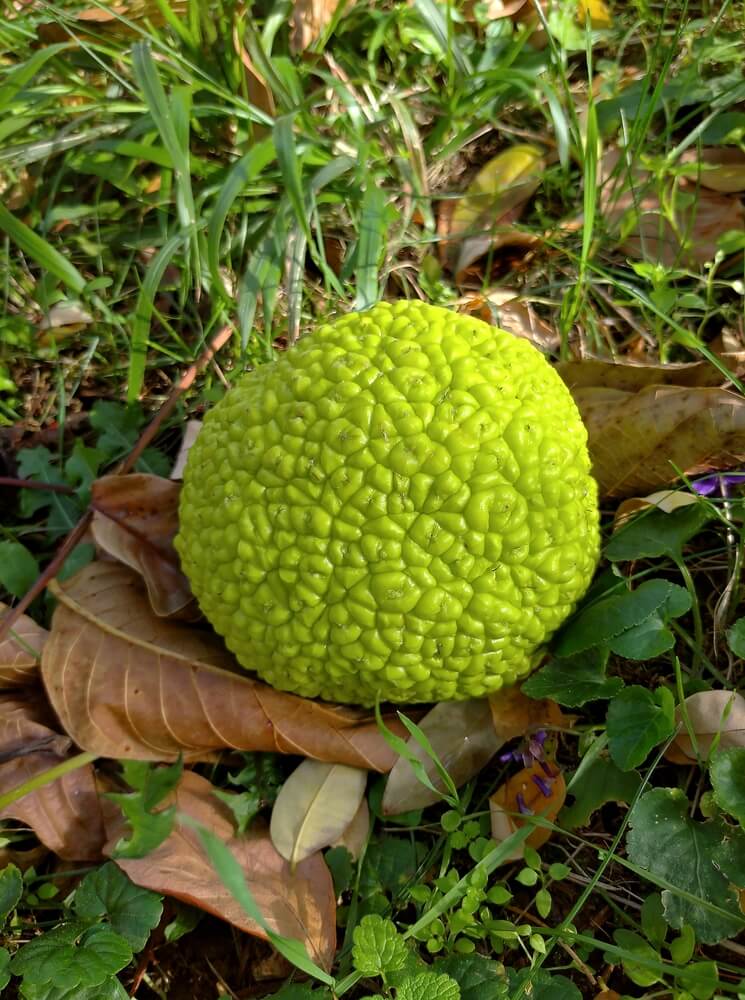Large, bumpy, bright yellow-green Osage orange fruit on grass and leaves in autumn park.
