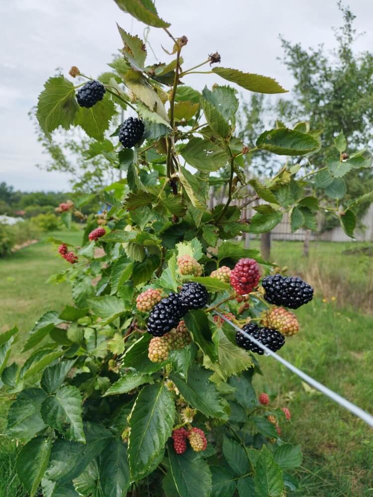 Large thornless blackberry fruit growing on a trellis in the garden.