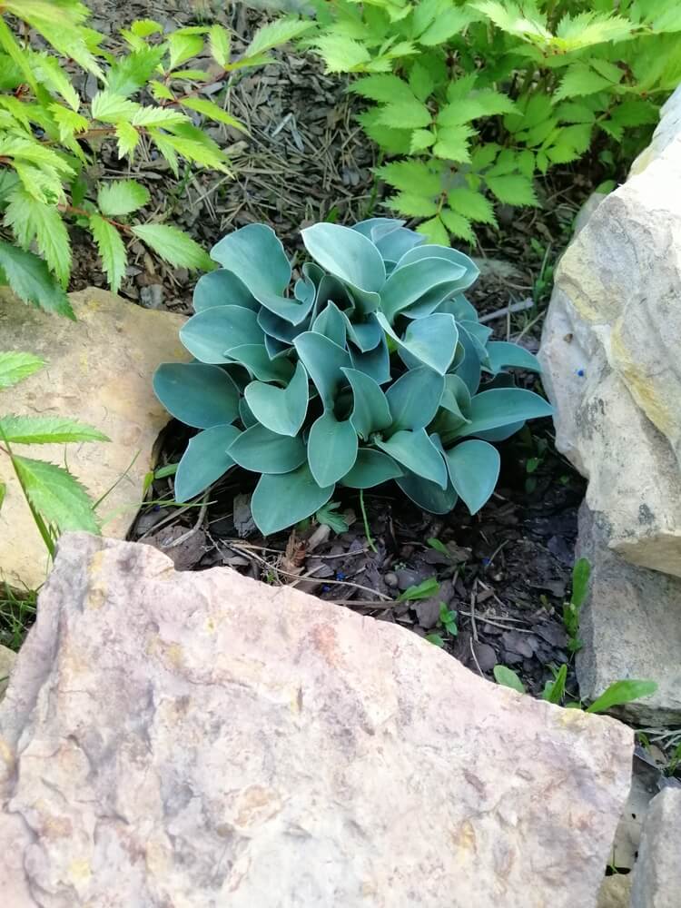 Little hosta blue mouse ears on mulched flowerbed.