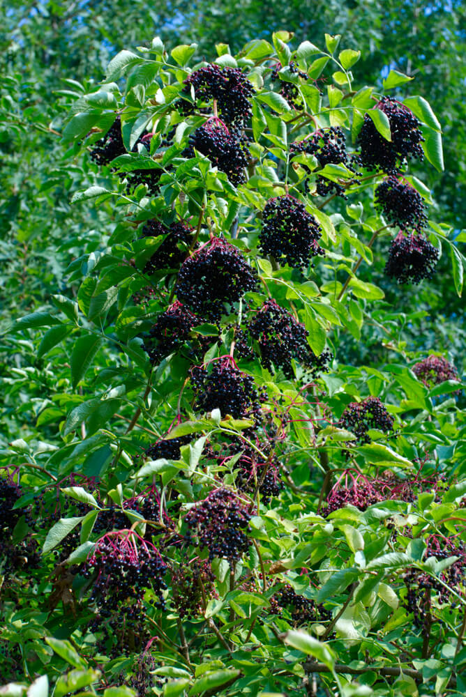 Lovely elderberry shrub with ripe delicious fruit growing in garden.
