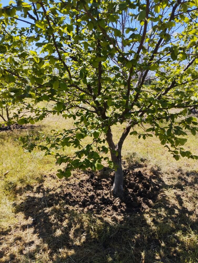 Lovely hazelnut tree growing and thriving in spring garden.