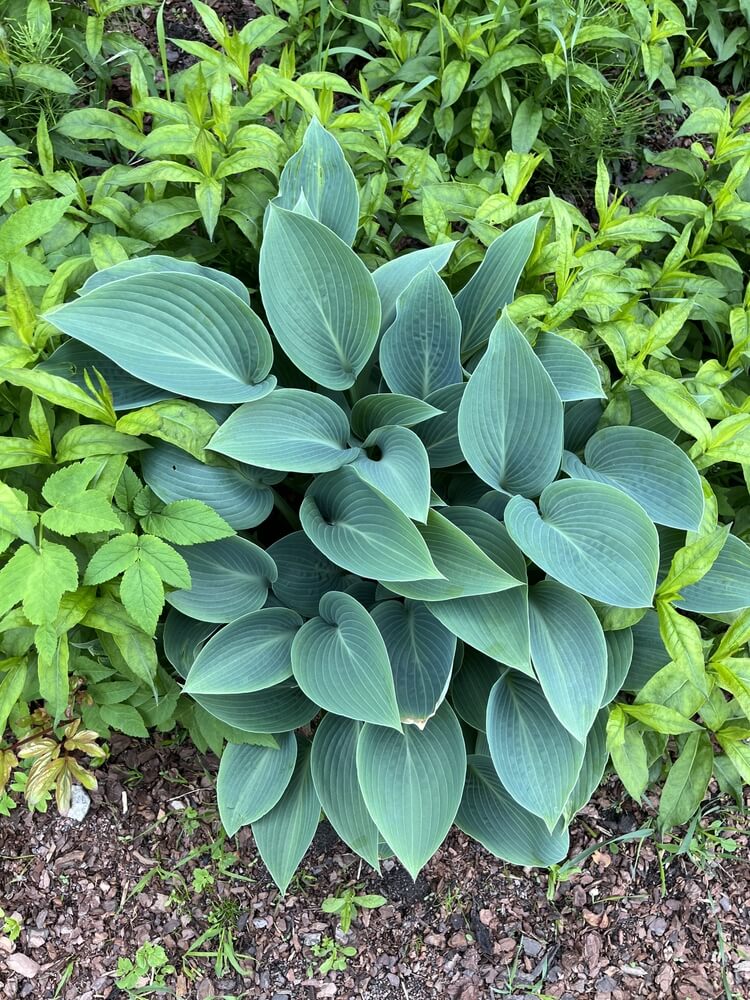 Lovely hosta hybrid 'Halcyon' with epic blue leaves in the summer garden.