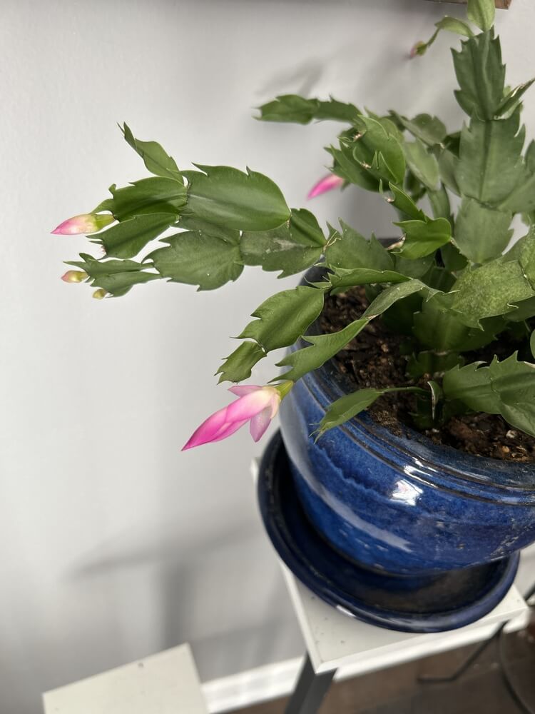 Lovely thanksgiving cactus growing in a pot at the start of the bloom.