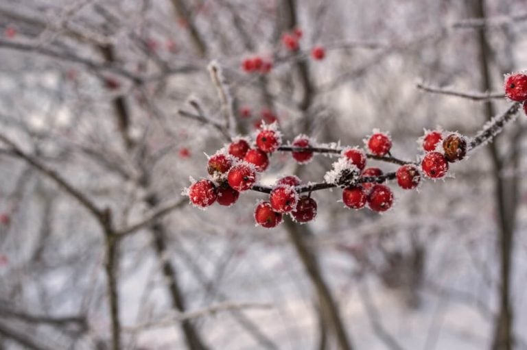 Lovely winterberry shrub with a small frost or snow layer.