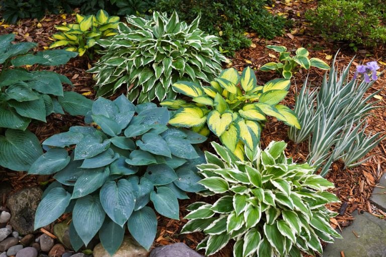 Lush hosta garden after spring shower with different shades of green.