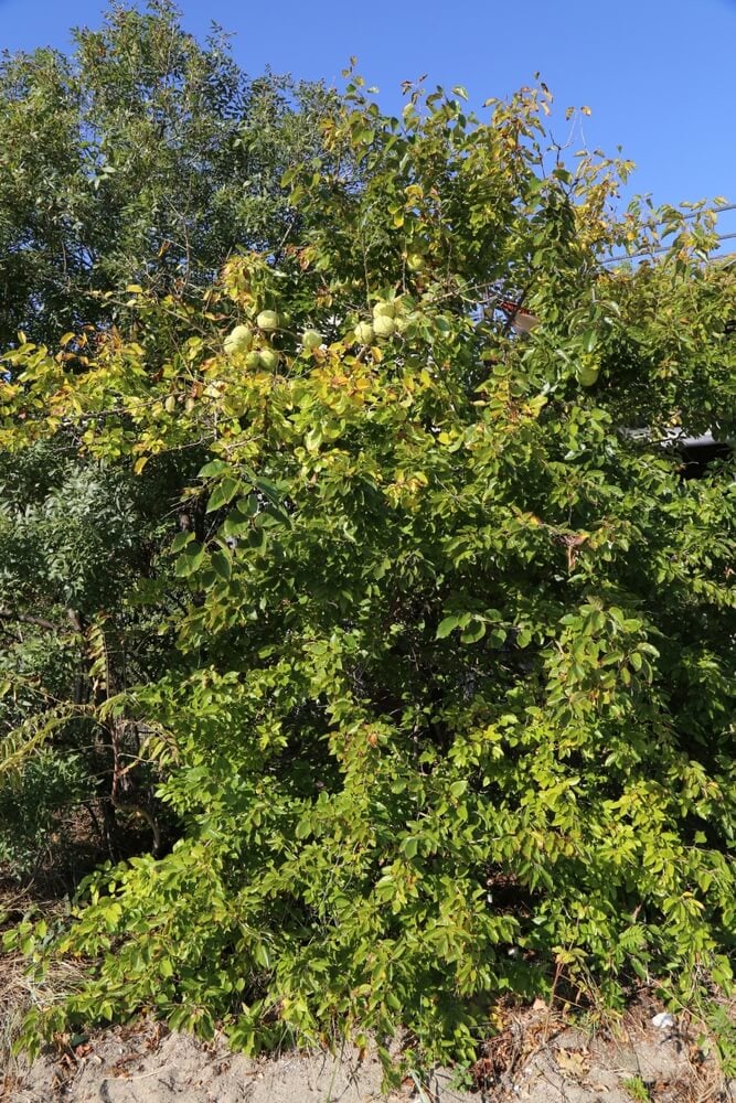 Maclura pomifera (Osage orange) from the Moraceae family, wild plant on grass in summer.
