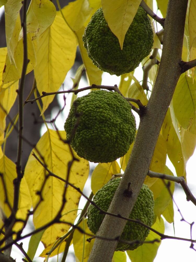 Maclura pomifera (Osage orange) from the Moraceae family, wild plant shot in summer.