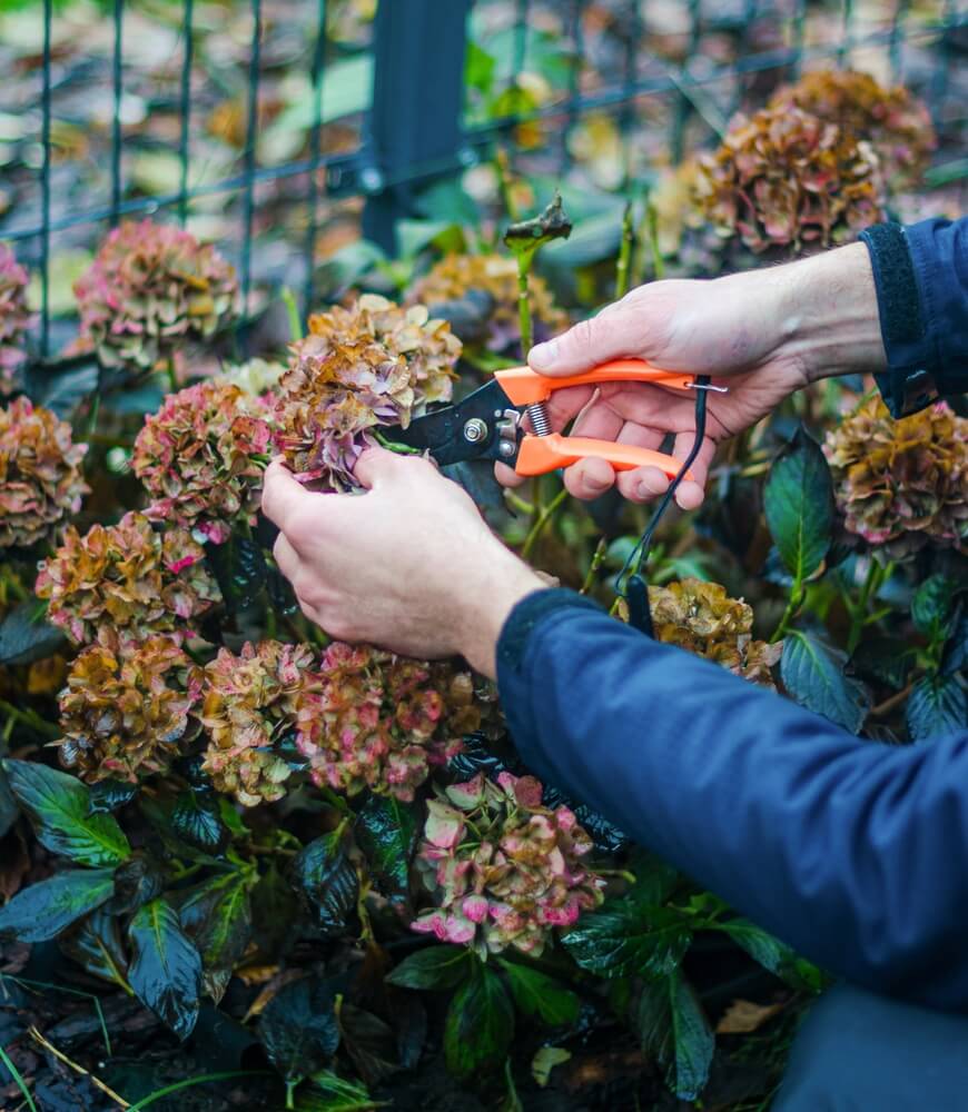 Male hand cutting old hydrangea flowers with scissors before winter. High-quality photo.