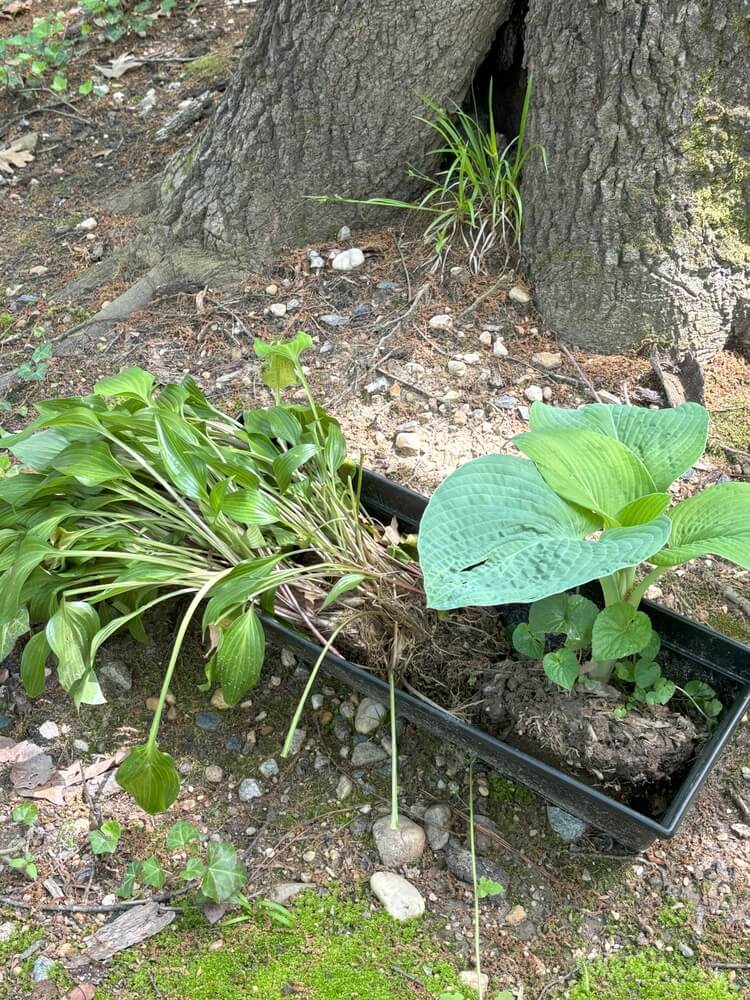 Many hosta plant divisions and seedlings ready for transplanting.
