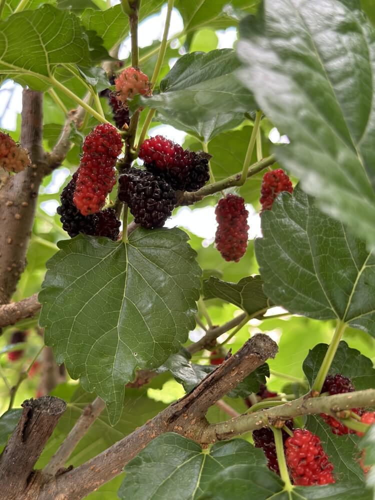 Mulberry trees laden with juicy fruit and healthy green leaves.
